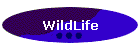WildLife